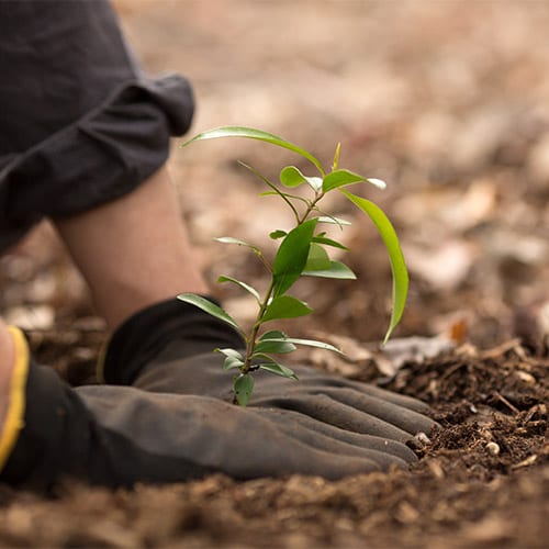 Image of gloved hands planting a seedling.